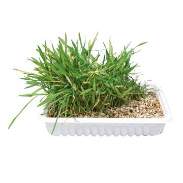 Tráva pro kočku v sáčku 100g