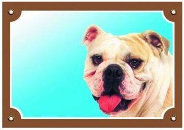 Barevná cedulka Pozor pes, Buldog anglický