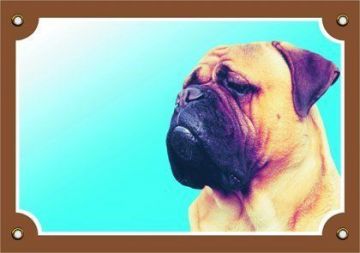 Barevná cedulka Pozor pes, Bullmastif