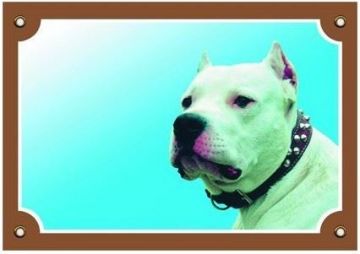 Barevná cedulka Pozor pes, Doga argentinská