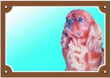 Barevná cedulka Pozor pes, Kavalír King Charles