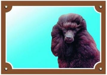 Barevná cedulka Pozor pes, Pudl hnědý