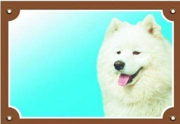 Barevná cedulka Pozor pes, Samojed