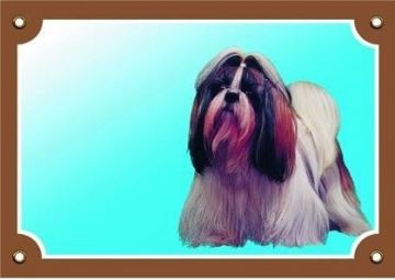 Barevná cedulka Pozor pes, Shi - tzu