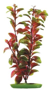 Rostlina LIVING WORLD Red Ludwigia 30 cm
