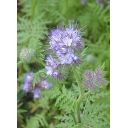 33102-svazenka-2.jpg thumb