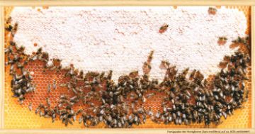 Pohlednice Plná plástev