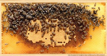 Pohlednice Světlá plástev