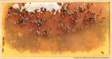 Pohlednice Prázdná plástev