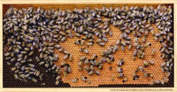 Pohlednice Tmavá plástev