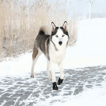 Ochranné boty WALKER ACTIVE XL 2 ks (NO,bernský salašnický)