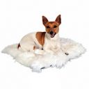 Papírový a pouliční pes