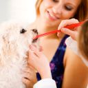 Čištění psích zubů