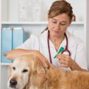 Antiparazitika pro psy