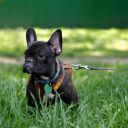 Základní instinkty psa