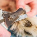 Péče o drápky psa