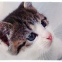 Papírová/pouliční kočka