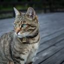 Antiparazitika pro kočky