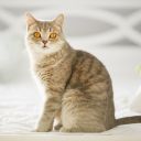 Péče o kočičí srst