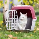 Cestování s kočkou