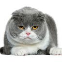 Péče o starší kočku