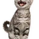 Zvukové projevy koček