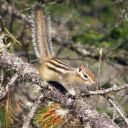 Burunduk páskovaný
