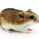 Křečci a křečíci