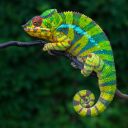Chameleoni