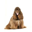 Americký kokršpaněl