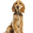 Anglický špringršpaněl