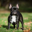 Francouzský buldoček