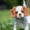 King Charles španěl