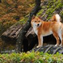 Akita Inu
