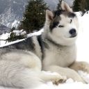 Aljašský malamut