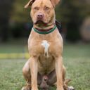 Americký stafordšírský teriér