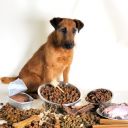 Jak krmit dospělého psa