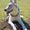 Zahrabávání kostí u psů