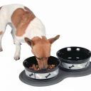 Nevhodná psí strava