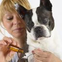 Podávání léků psovi