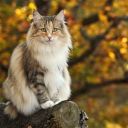 Norská lesní kočka