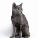 Ruská modrá kočka