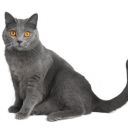Kartouzská kočka