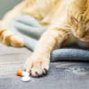 Antikoncepce pro kočky