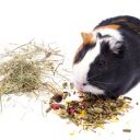 Krmení pro morčata