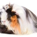 Dlouhosrstá morčata