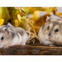 Sameček, nebo samička