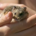 Křečík Campbellův