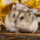 Křečík džungarský