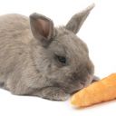 Krmivo pro králíky